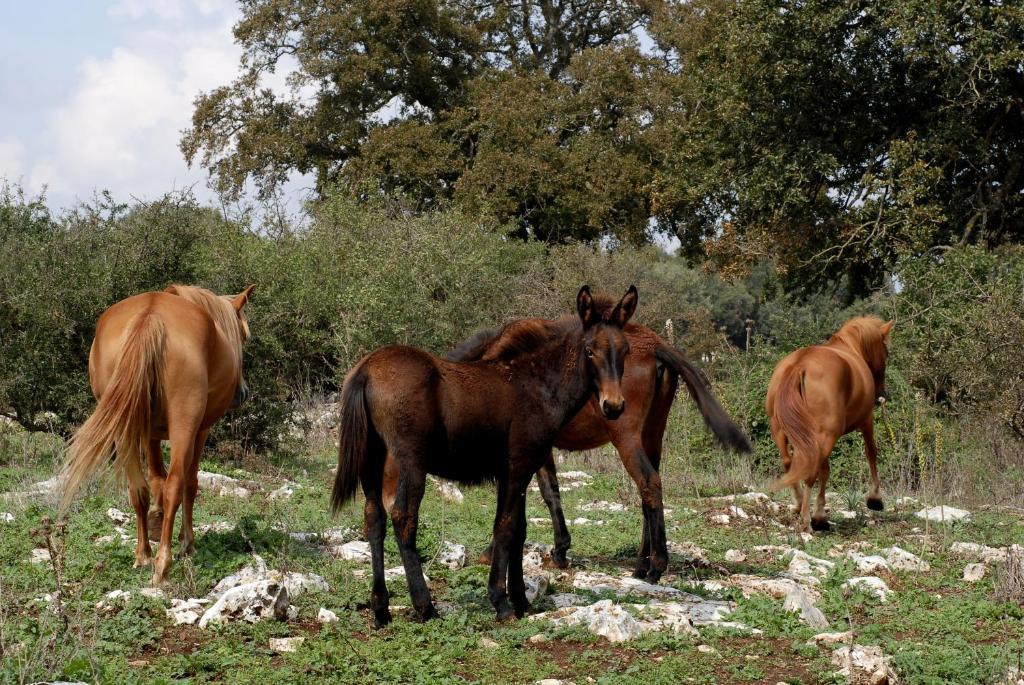 Agriturismo Iazzo Scagno Martina Franca Exterior foto